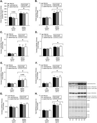 Acute resistance exercise training does not augment mitochondrial remodelling in master athletes or untrained older adults